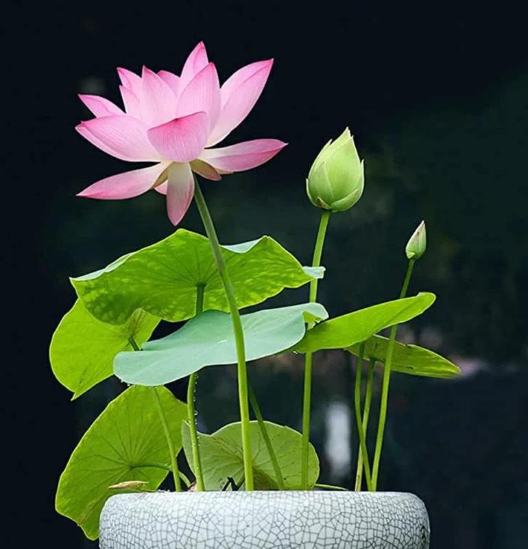 Sementes de jardim aquático de lótus bonsai LotusWaters — variedade compacta de lótus com germinação rápida
