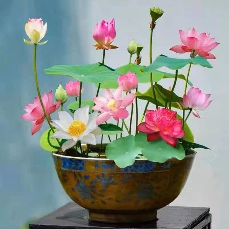 Sementes de jardim aquático de lótus bonsai LotusWaters — variedade compacta de lótus com germinação rápida