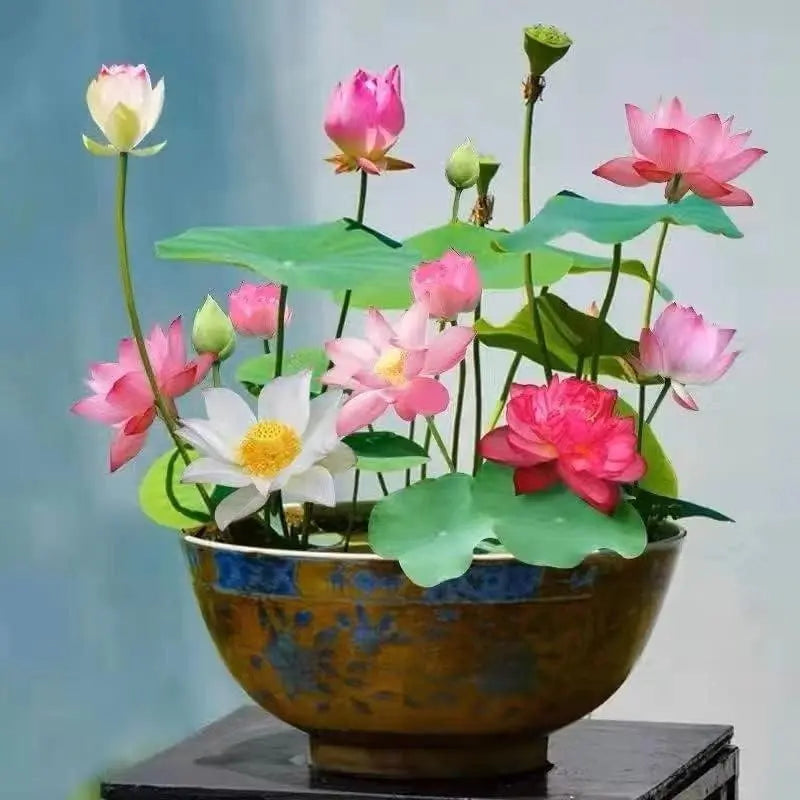 Embalagem com 10 sementes coloridas de flor de lótus bonsai