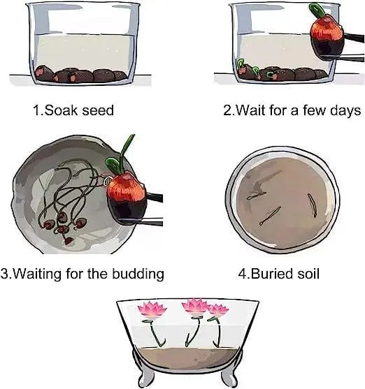 Embalagem com 10 sementes coloridas de flor de lótus bonsai