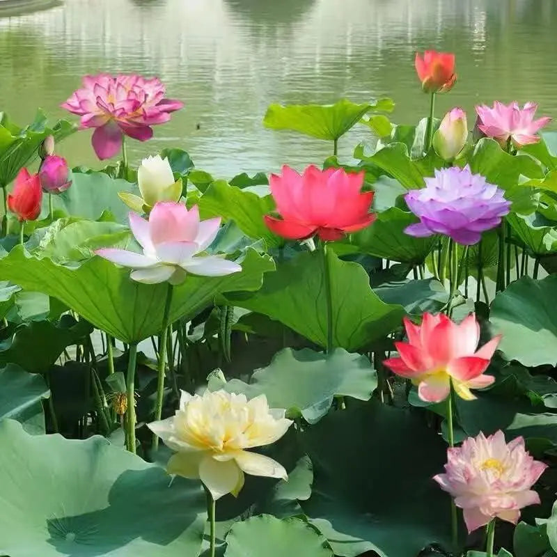 Embalagem com 10 sementes coloridas de flor de lótus bonsai