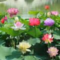 Embalagem com 10 sementes coloridas de flor de lótus bonsai