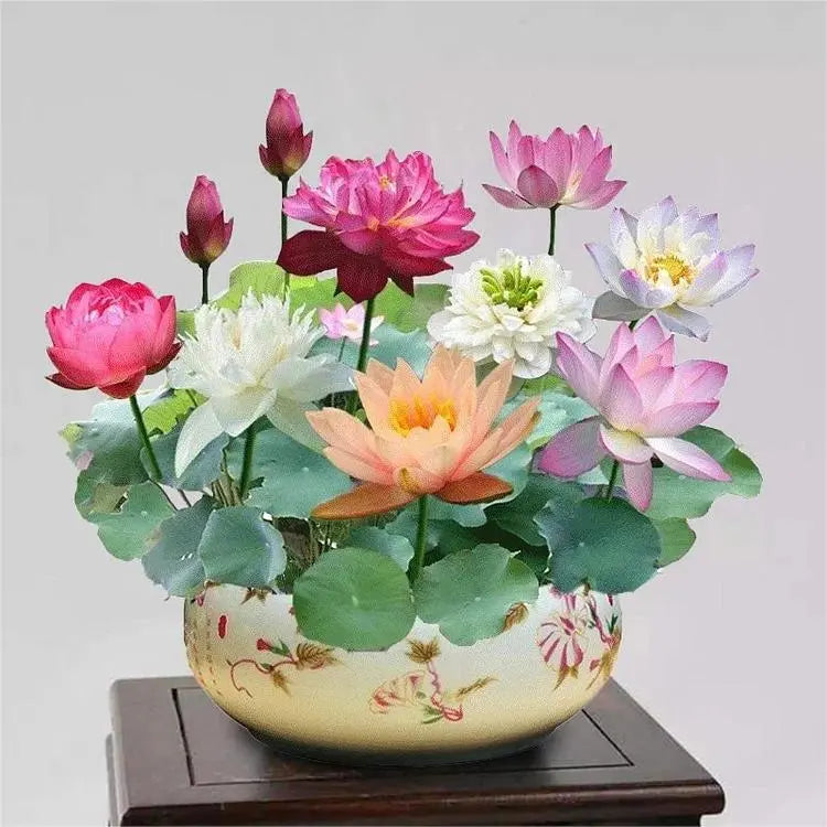 Embalagem com 10 sementes coloridas de flor de lótus bonsai