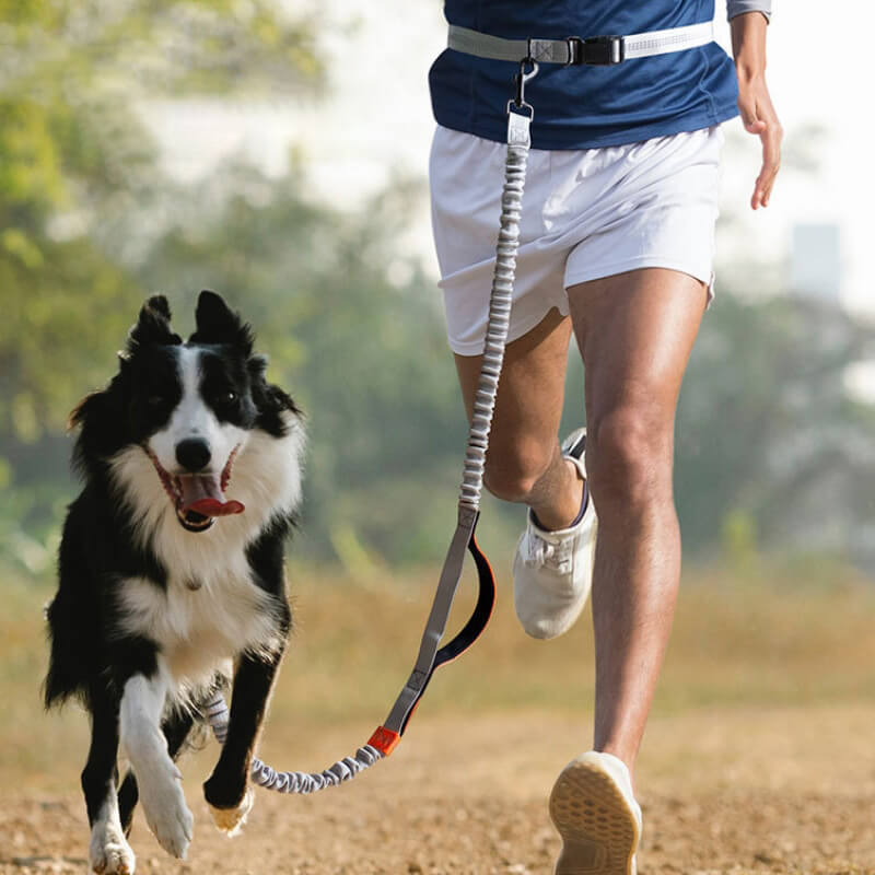 Laisse télescopique pour chien à double poignée - Poignée pliable, longueur réglable