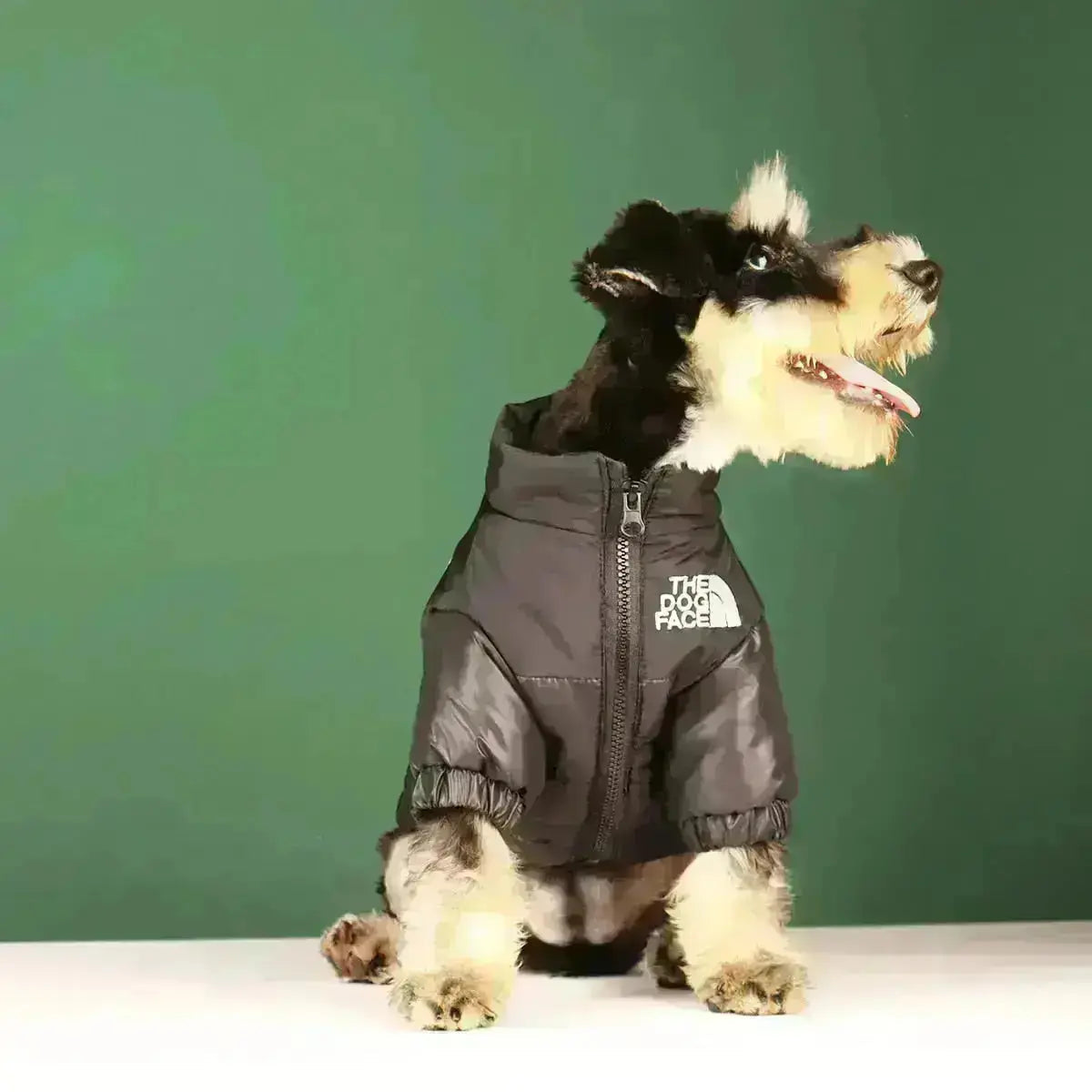 Type A Dog Face Jacket — Structured Silhouette & Signature Branding
