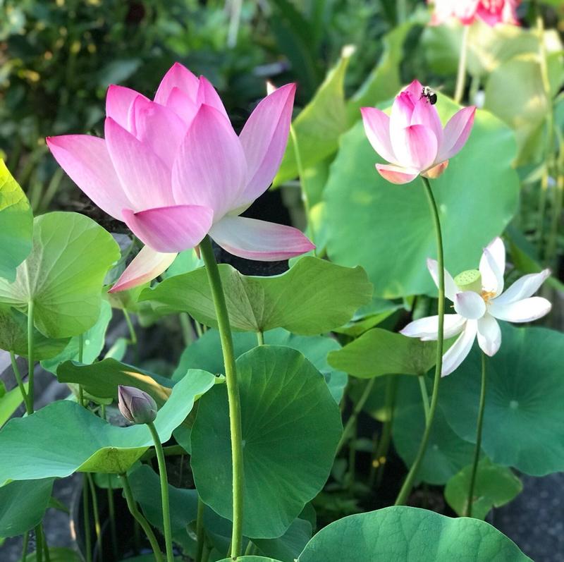 Sementes de jardim aquático de lótus bonsai LotusWaters — variedade compacta de lótus com germinação rápida