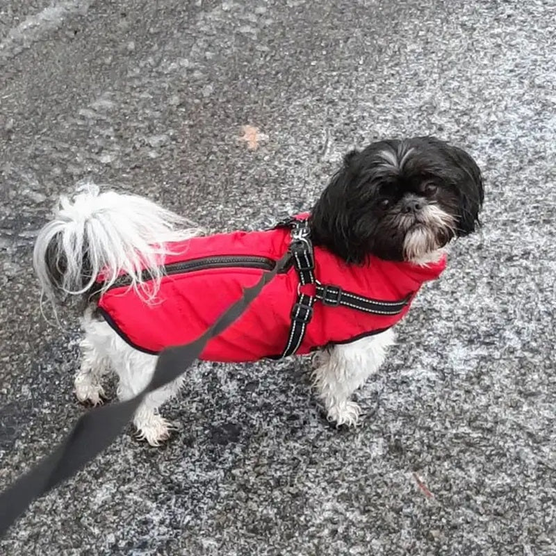 All-In-One Dog Jacket — Waterproof, Integrated Reflective Harness
