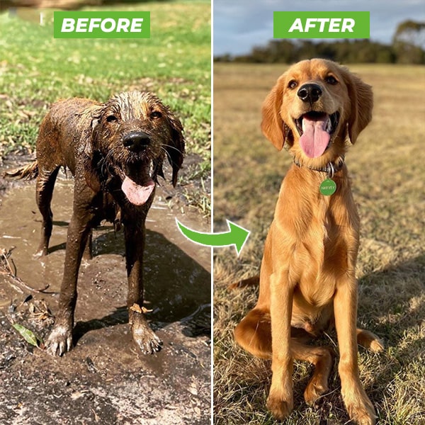 Ducha de mano WashBuddy para bañar perros